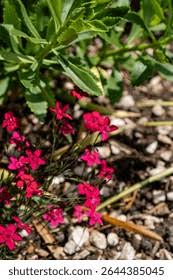 Attēlu rezultāti vaicājumam “Dianthus deltoides bud”
