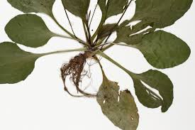 Attēlu rezultāti vaicājumam “Plantago major leaf”