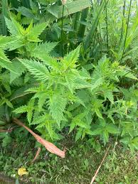 Attēlu rezultāti vaicājumam “Lycopus europaeus leaf”