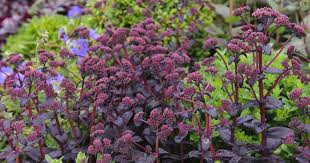 Attēlu rezultāti vaicājumam “Hylotelephium telephium flower”