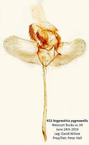 Attēlu rezultāti vaicājumam “Argyresthiidae”