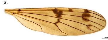 Attēlu rezultāti vaicājumam “Ptychoptera sp.”