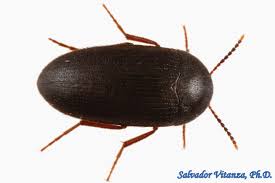 Attēlu rezultāti vaicājumam “Tetratomidae”