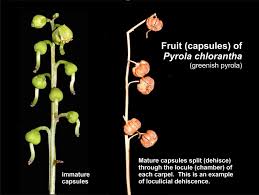 Attēlu rezultāti vaicājumam “Pyrola chlorantha”