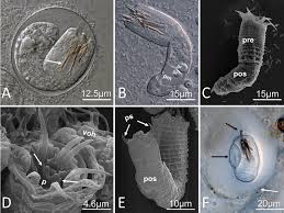 Attēlu rezultāti vaicājumam “Nematomorpha”
