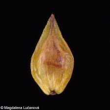 Attēlu rezultāti vaicājumam “Carex chordorrhiza fruit”