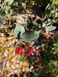 Attēlu rezultāti vaicājumam “Arctostaphylos uva-ursi fruit”