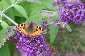 Attēlu rezultāti vaicājumam “Aglais urticae upperside”