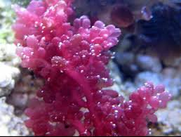 Attēlu rezultāti vaicājumam “Lycogala botrydium macro”