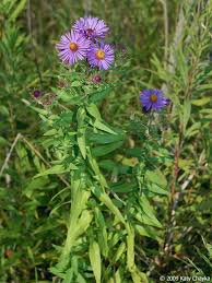 Attēlu rezultāti vaicājumam “Symphyotrichum novae-angliae flower”