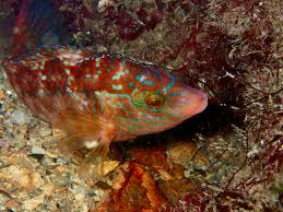 Image result for Symphodus melops