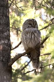 Attēlu rezultāti vaicājumam “Strix uralensis adult”