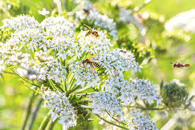 Attēlu rezultāti vaicājumam “Carum carvi flower”