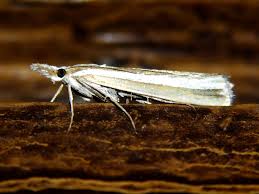 Attēlu rezultāti vaicājumam “Catoptria fulgidella”