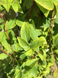 Attēlu rezultāti vaicājumam “Clematis leaf”