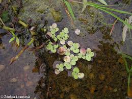 Attēlu rezultāti vaicājumam “Spirodela polyrhiza”