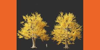 Attēlu rezultāti vaicājumam “Ulmus laevis”