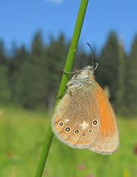 Attēlu rezultāti vaicājumam “Coenonympha glycerion underside”