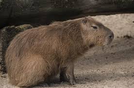 Attēlu rezultāti vaicājumam “Hydrochoerus hydrochaeris”