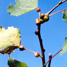 Attēlu rezultāti vaicājumam “Contarinia petioli”