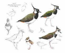 Attēlu rezultāti vaicājumam “Vanellus vanellus”