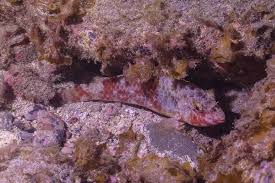 Image result for Sparisoma cretense
