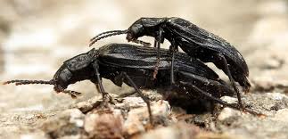 Attēlu rezultāti vaicājumam “Melandrya dubia”