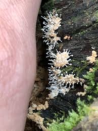 Attēlu rezultāti vaicājumam “Polycephalomyces tomentosus”