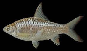 Image result for Cyprinus multitaeniatus
