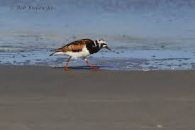 Attēlu rezultāti vaicājumam “Arenaria interpres adult”