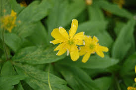 Attēlu rezultāti vaicājumam “Anemone ranunculoides leaf”