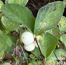 Attēlu rezultāti vaicājumam “Symphoricarpos albus fruit”