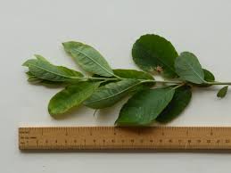 Attēlu rezultāti vaicājumam “Salix cinerea leaf”