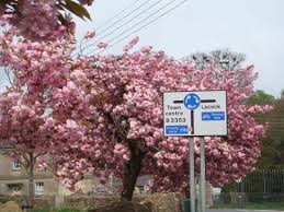 Image result for Corsham Cricket Club