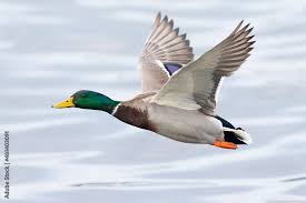 Attēlu rezultāti vaicājumam “Anas platyrhynchos male”