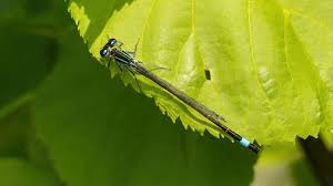 Attēlu rezultāti vaicājumam “Ischnura elegans”