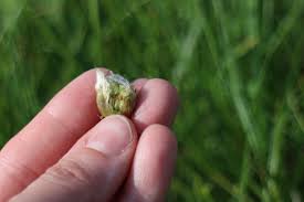 Attēlu rezultāti vaicājumam “Scorzonera humilis bud”