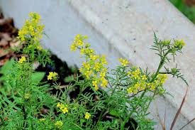 Attēlu rezultāti vaicājumam “Rorippa sylvestris leaf”