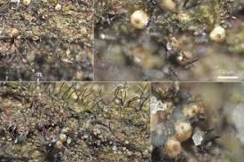 Attēlu rezultāti vaicājumam “Nectriopsis violacea”