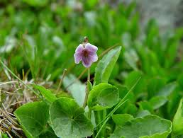 Attēlu rezultāti vaicājumam “Viola palustris”