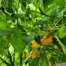 Afbeeldingsresultaat voor yellow mushroom hot pepper