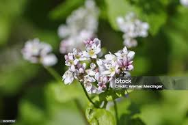 Attēlu rezultāti vaicājumam “Fagopyrum esculentum flower”