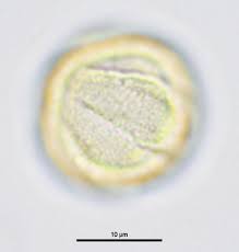 Attēlu rezultāti vaicājumam “Galium schultesii”
