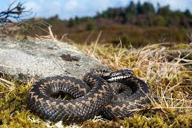 Attēlu rezultāti vaicājumam “Vipera berus”