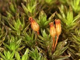 Attēlu rezultāti vaicājumam “Orthotrichum diaphanum sporophyte”