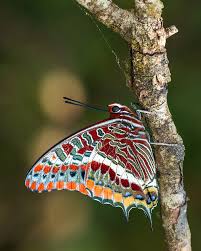 Attēlu rezultāti vaicājumam “Parnassius mnemosyne underside”