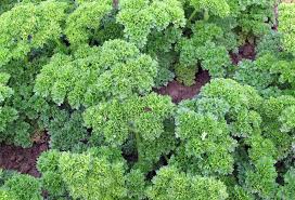 Image result for Petersilie