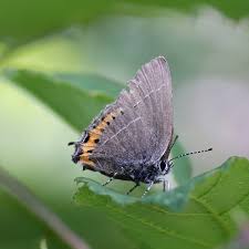 Attēlu rezultāti vaicājumam “Satyrium pruni”