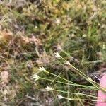 Attēlu rezultāti vaicājumam “Rhynchospora alba flower”
