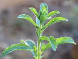 Image result for Stevia rebaudiana